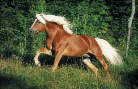 03Haflinger1.jpg